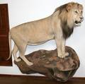 020059 AFRICAN MALE LION TROPHY MOUNT H 55 L 72