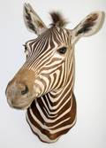 080120 ZEBRA TROPHY SHOULDER MOUNT 33 X 30