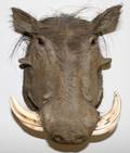 080119 WARTHOG HEAD TROPHY MOUNT 15 X 13