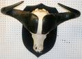 AFRICAN CAPE BUFFALO SKULL AND HORN MOUNT H 30