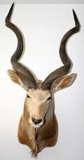 GREATER KUDU TROPHY SHOULDER MOUNT 57 X 26