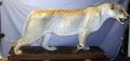AFRICAN LIONESS FULL TROPHY MOUNT H 36 L 82