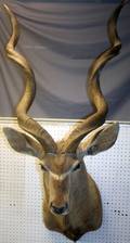 AFRICAN GREATER KUDU SHOULDER MOUNT H 60 W 30