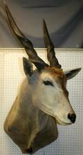 AFRICAN CAPE ELAND SHOULDER MOUNT H 60 W 22