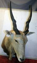 AFRICAN CAPE ELAND SHOULDER MOUNT H 53 W 20