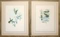 061339 AFTER GOULD ORNITHOLOGICAL PRINTS PAIR
