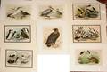 112384 LITHOGRAPHS BY JACOB STUDER 1878 VARIOUS BIRD