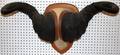 110140 AFRICAN CAPE BUFFALO HORN MOUNT H18 W34
