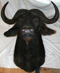 110136 AFRICAN CAPE BUFFALO HEAD MOUNT H40 D36