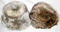 101385 CHINCHILLA MINK  FOX FUR HATS LOT OF FIVE