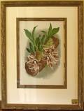 113207 BOTANICAL ENGRAVING LINDENIA ORCHID STUDY