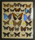Framed group of butterflies