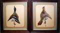 012130 FEATHER WATERCOLOR PICTURES PHEASANT  DUCK