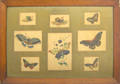 Framed group of 8 English watercolor butterfly and snail  studies
