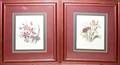 040333 FRAMED PRINTS OF FLORAL SPECIMENS PAIR