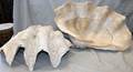 060365 GIANT CLAM SHELLS