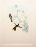 032444 J GOULD  H C RICHTER HUMMING BIRDS
