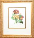 032441 AFTER P J REDOUTE PRINTPRIMULA AURICULA