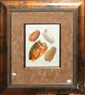 032448 HANDCOLORED ENGRAVING ANTIQUE SHELLS