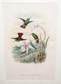 032445 W HART COLORED LITHO HUMMING BIRDS