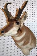 020511 PRONGHORN ANTELOPE HEAD MOUNT H 32