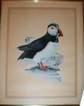 070185 RMONTANBAULT WATERCOLOR ATLANTIC PUFFIN 