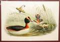 070178 JGOULD H C RICHTER WALTER IMP LITHO PODICEPS