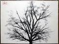 102323 LEE REYNOLDS 48x60 BLACK TREE AGAINST WHITE