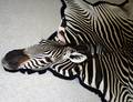 041223 AFRICAN ZEBRA FLAT SKIN TROPHY RUG 132x90