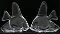 111209 STEUBEN GLASS FISH PAIR H103 L99