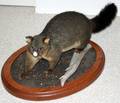041242 NEW ZEALAND OPOSSUM TROPHY H10 L29