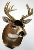 041241 ALASKAN BLACKTAIL DEER TROPHY H30 D27