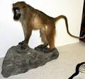 041233 AFRICAN STANDING BABOON TROPHY H30 L33