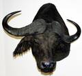 041227 AFRICAN CAPE BUFFALO TROPHY HEAD