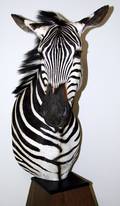 041226 AFRICAN ZEBRA TROPHY HEAD MOUNTED ON PLINTH