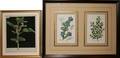111286 BOTANICAL LITHOGRAPHS THREE IN TWO FRAMES