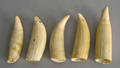 Five whale teeth