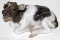 012400 ROYAL COPENHAGEN PORCELAIN CALF OGX 1072