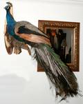 060185 PEACOCK TROPHY WALL MOUNT H46 W38