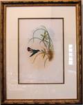 082128 GOULD ANTIQUE COLORED PRINT OF A HUMMINGBIRD