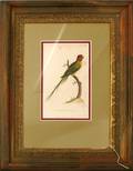 063592 G KEARSLEY ENGRAVING ROSE HEADED PARAKEET
