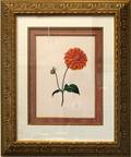 063643 JAMES ANDREWS ANTIQUE PRINT OF DAHLIA C1852