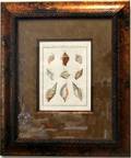 063639 ANTIQUE HAND COLORED SHELL PRINTS 18TH C