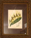 063629 J NUGENT FITCH PRINT OF YELLOW ORCHID