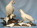 063177 BOEHM BISQUE FIGURE PTARMIGANS IN 3 PCS