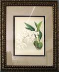063170 J NUGENT FITCH PRINT WHITE FLORAL 18x22