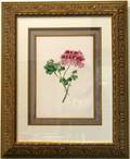 063674 JAMES ANDREWS PRINT C1852 PINK GERANIUM