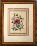 063671 HAND COLORED ENGRAVING HIBISCUS AFRICANUS