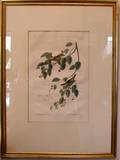 063669 JOHN J AUDUBON PRINT CARBONATA WARBLER