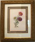 063651 JAMES ANDREWS FLORAL PRINT CHINA ASTER